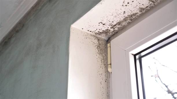 Best Insurance-Related Mold Remediation in Troutman, NC