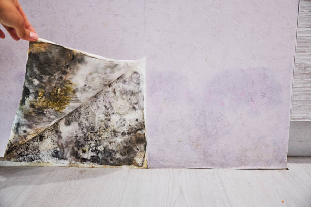 Best Preventive Mold Services in Troutman, NC